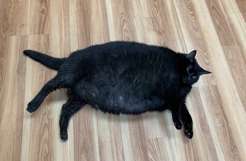 Overweight cat fashion